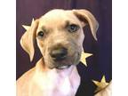 Adopt Rory a Catahoula Leopard Dog