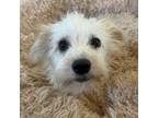 Adopt Junebug a Terrier, Mixed Breed