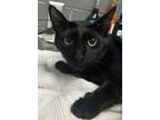 Adopt Sundae a Domestic Short Hair