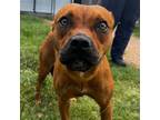 Adopt Charlene a Boxer, Black Mouth Cur