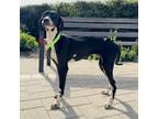 Adopt Stella Luna a Greyhound, Coonhound