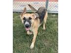 Adopt Bree a German Shepherd Dog, Mixed Breed
