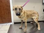 Adopt Amata a German Shepherd Dog, Mixed Breed