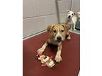 Adopt 56506940 a Labrador Retriever, Mixed Breed
