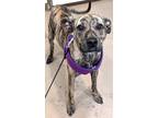 Adopt Hope a Mixed Breed