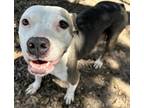 Adopt Zee a Mixed Breed