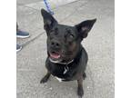 Adopt Couscous a Mixed Breed, Black Labrador Retriever