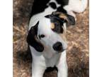 Adopt Alabama Shakes Pup: Brittany a Hound