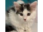 Adopt Cherry's kittens: Chelan a Domestic Medium Hair