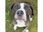 Adopt Allikai a American Staffordshire Terrier