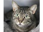 Adopt Robyn a Domestic Short Hair