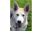 Adopt Sable a Mixed Breed