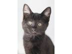 Adopt Ostrich a Domestic Short Hair