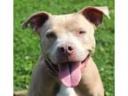Adopt Luna a Mixed Breed