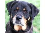 Adopt Porche a Mixed Breed