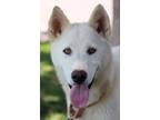 Adopt Ladybug a Mixed Breed