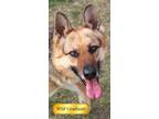 Adopt Foxy a Mixed Breed
