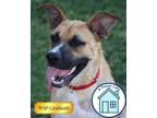Adopt Reyna a Mixed Breed