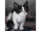 Adopt Penguin a Domestic Short Hair