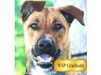 Adopt Glinda a Mixed Breed