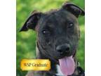 Adopt Stormi a Mixed Breed