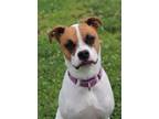 Adopt Betsy a Mixed Breed