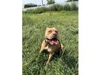 Adopt Nana a Boxer, Mixed Breed