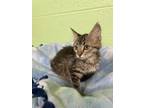 Adopt Gymnastics a Domestic Short Hair
