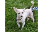 Adopt Lady a Havanese, Mixed Breed