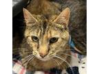 Adopt Pie a Domestic Short Hair