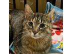 Adopt Cherry a Domestic Short Hair