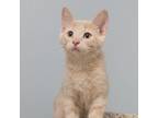 Adopt Sandler a Domestic Short Hair