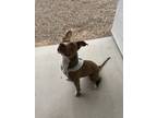 Adopt CARAMEL a Australian Cattle Dog / Blue Heeler, Staffordshire Bull Terrier