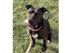 Adopt Drumstick a Shar-Pei, Mixed Breed