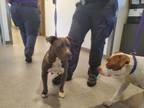 Adopt Donna a Terrier