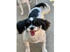 Adopt Saylor a Shih Tzu