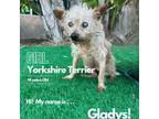 Adopt Gladys a Yorkshire Terrier