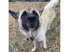 Adopt Tofu a Akita, Shepherd