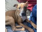 Adopt Wanda a Boxer