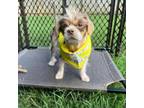 Adopt Dakota a Shih Tzu