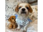 Adopt Carolina a Shih Tzu