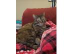 Adopt Smudge (New Digs) a American Shorthair