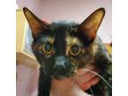 Adopt Stellaluna a Domestic Short Hair
