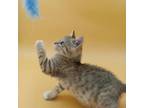 Adopt Queso a Domestic Short Hair