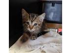 Adopt River a Domestic Short Hair