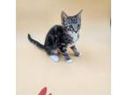 Adopt Swedish Fish a Domestic Short Hair