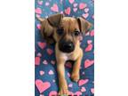 Adopt Madeline a Boxer, Black Mouth Cur