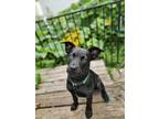 Adopt Netty a Shepherd, Terrier