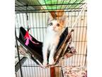 Adopt Cora a Domestic Short Hair