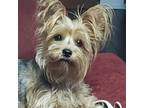 Adopt Sugar LA a Silky Terrier